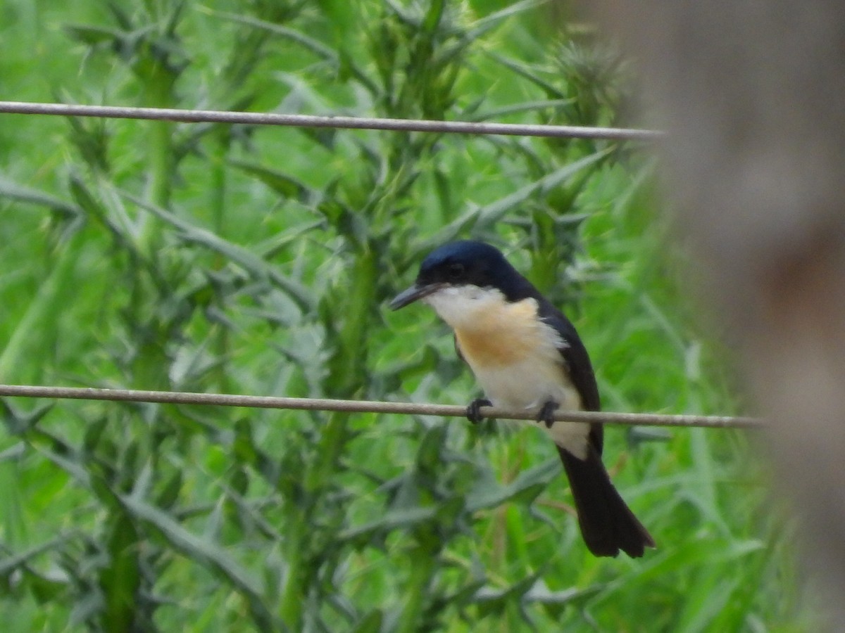 Restless Flycatcher - ML611417743