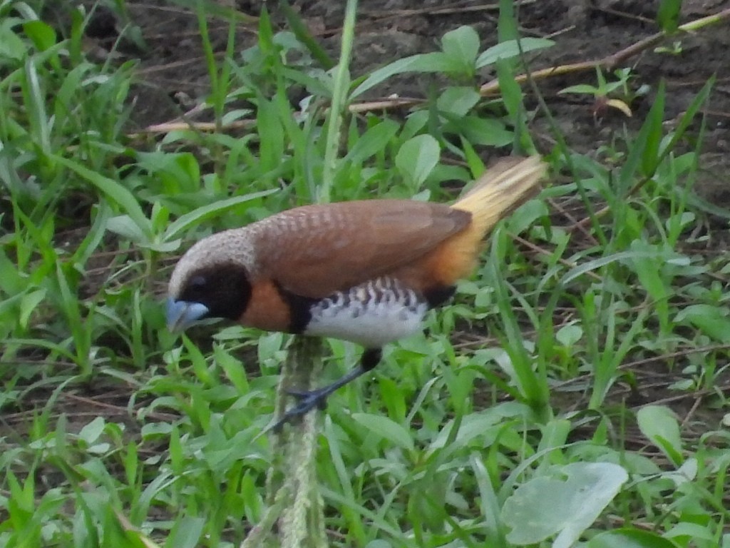 Chestnut-breasted Munia - ML611417750