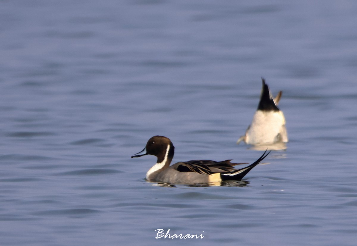 Northern Pintail - ML611417831