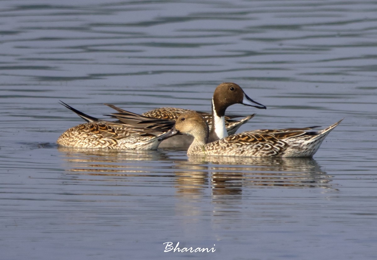 Northern Pintail - Bharani Dharan B