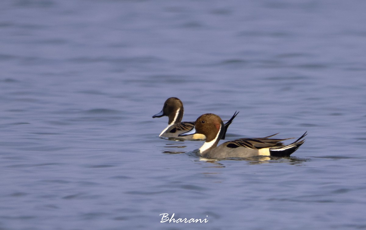 Northern Pintail - ML611417833