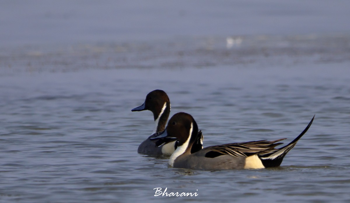 Northern Pintail - ML611417834