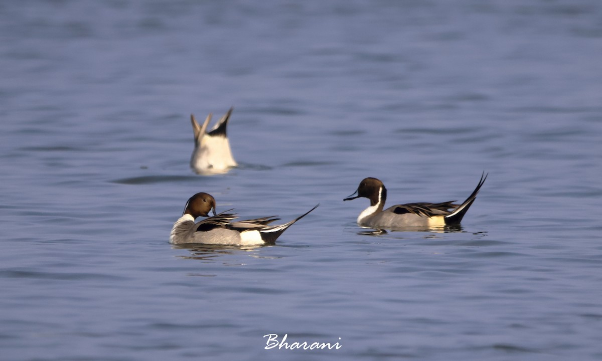 Northern Pintail - ML611417835