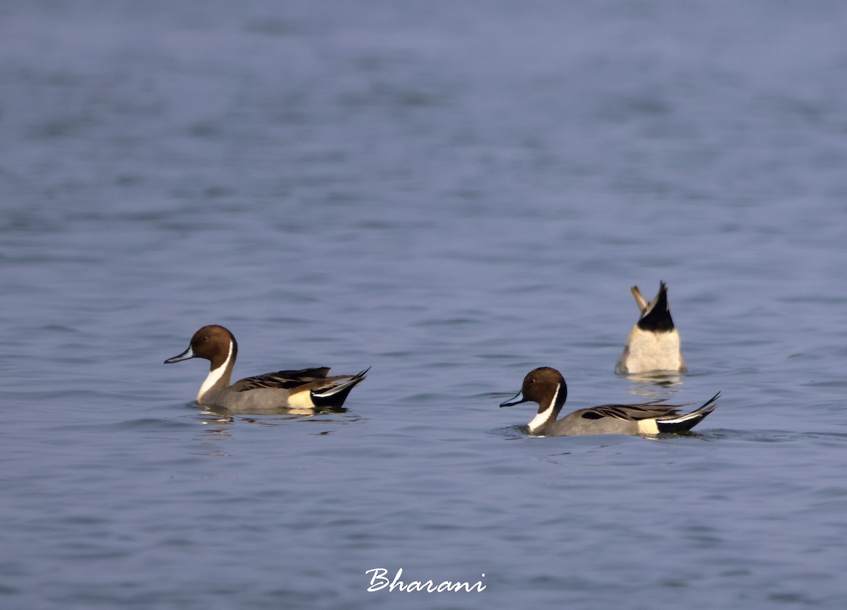 Northern Pintail - ML611417836