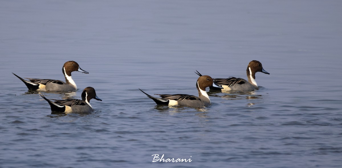 Northern Pintail - ML611417839