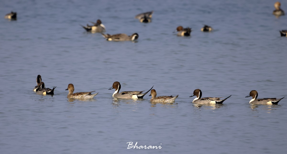 Northern Pintail - ML611417841