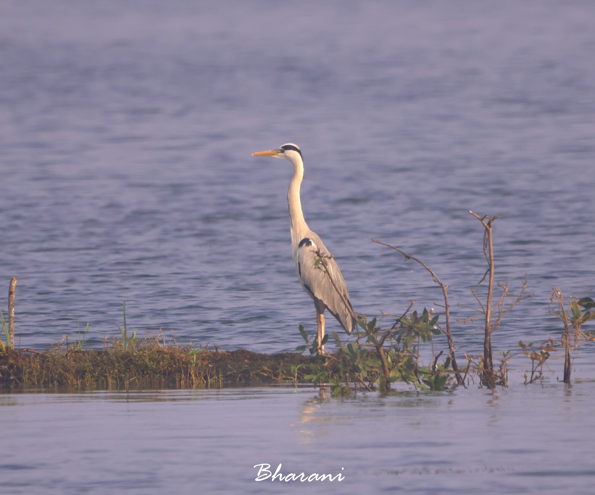 Gray Heron - ML611417866