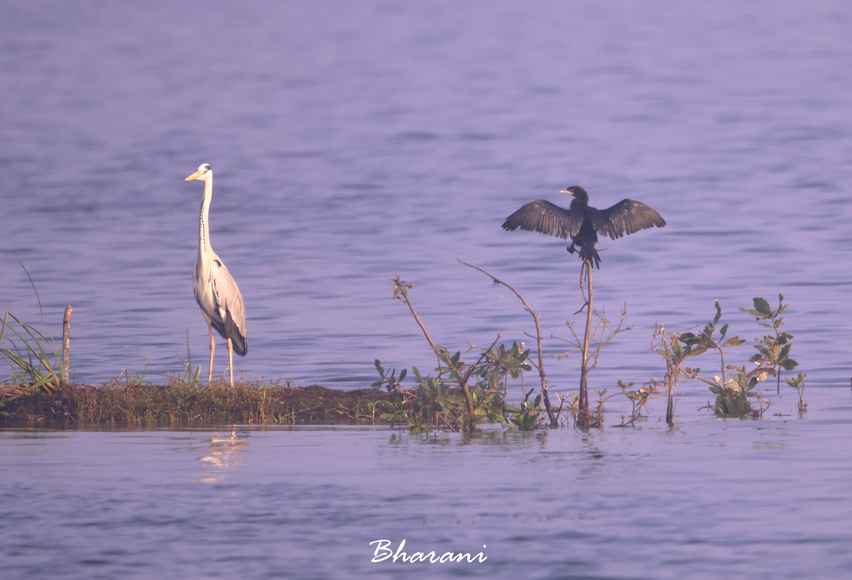 Gray Heron - ML611417867