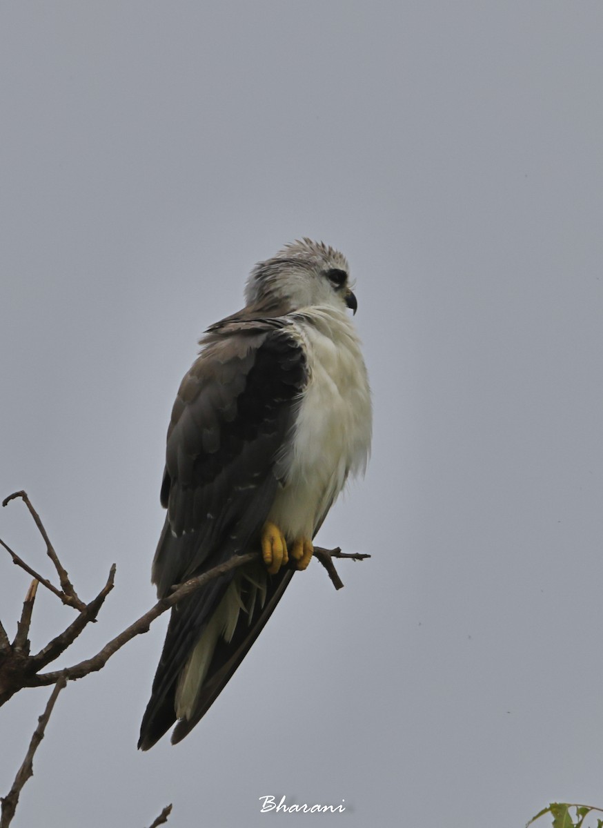 Black-winged Kite - ML611417921