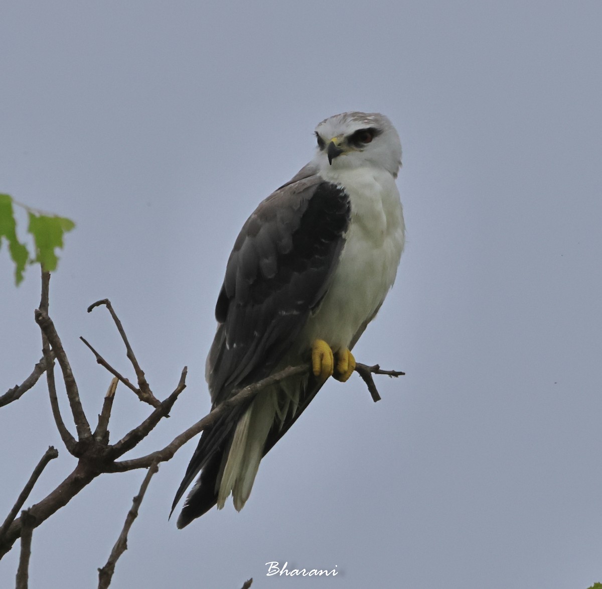 Black-winged Kite - ML611417923