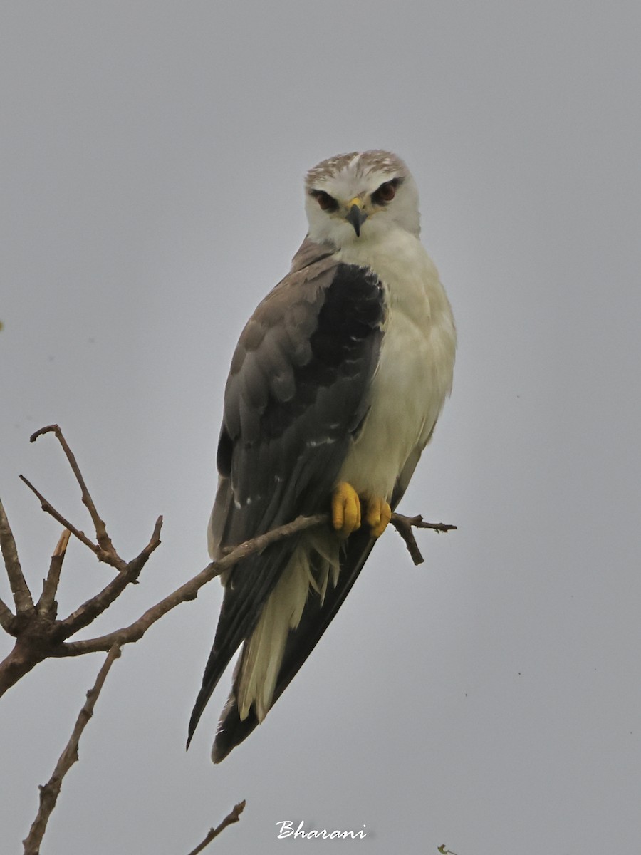 Black-winged Kite - ML611417924