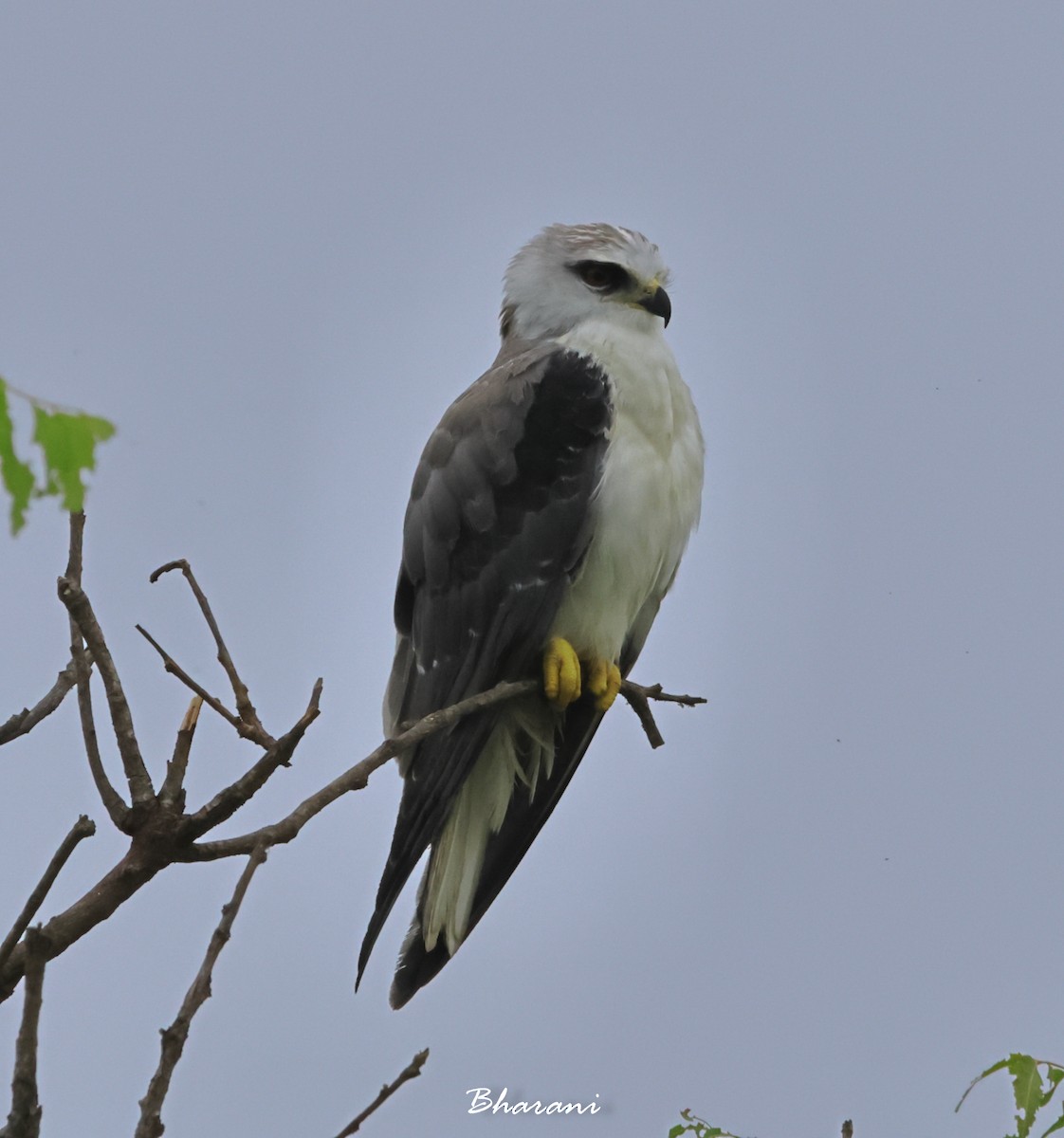 Black-winged Kite - ML611417925