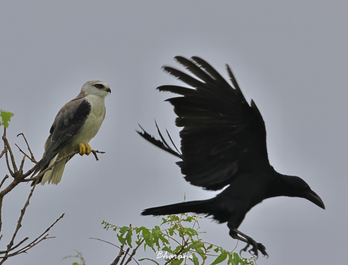 Black-winged Kite - ML611417927