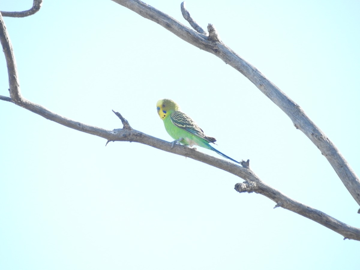 Budgerigar - ML611417971