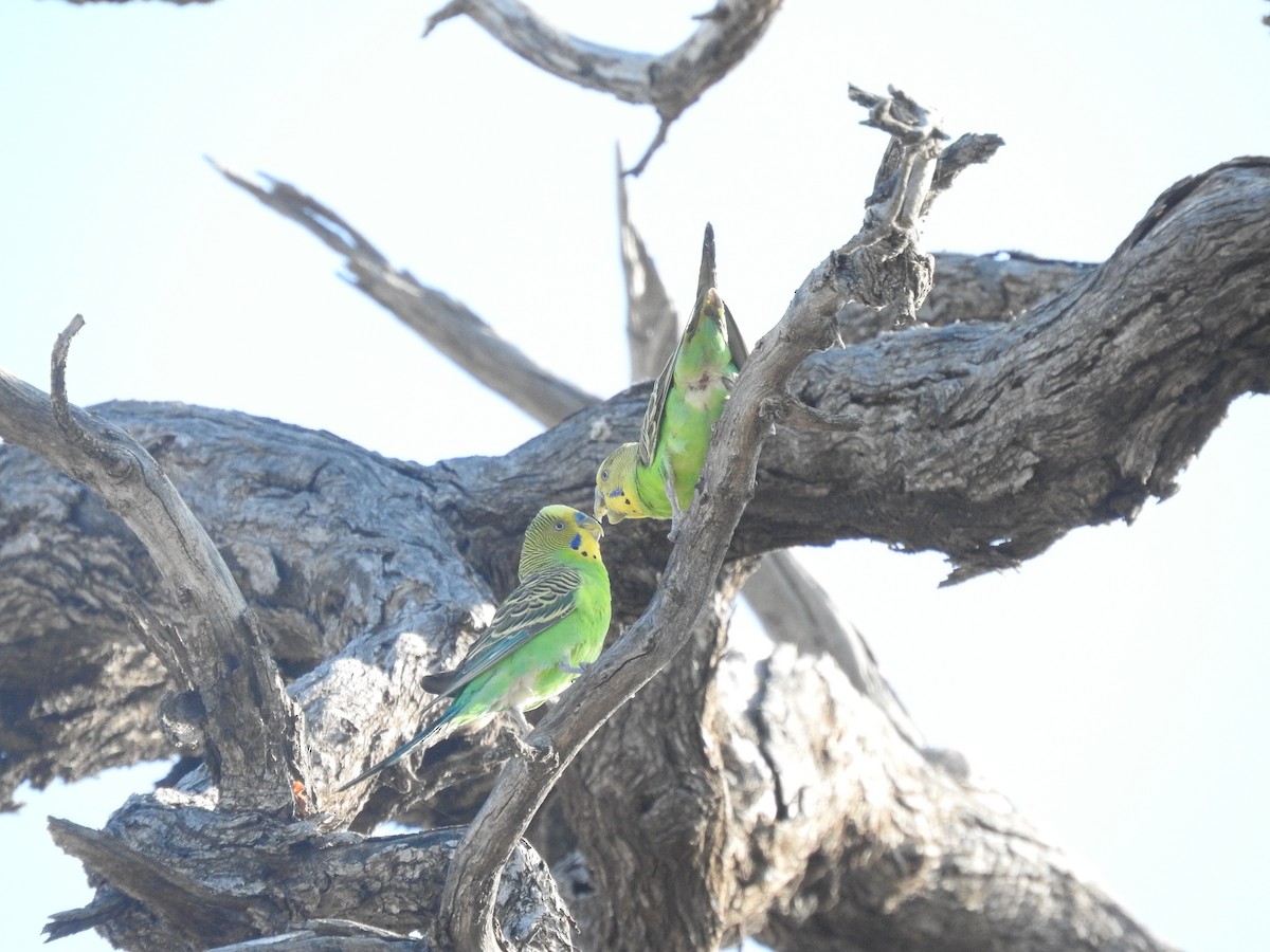 Budgerigar - ML611417972