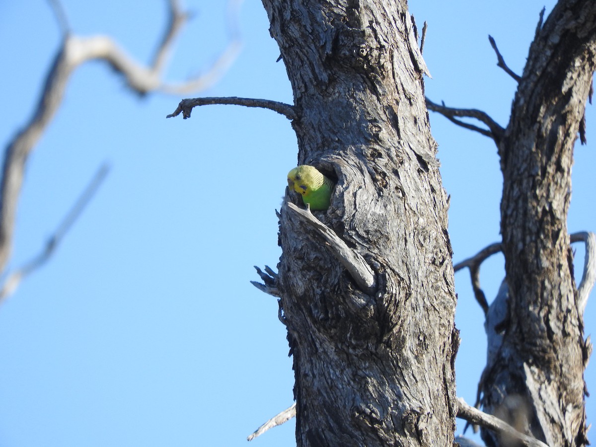 Budgerigar - ML611417973