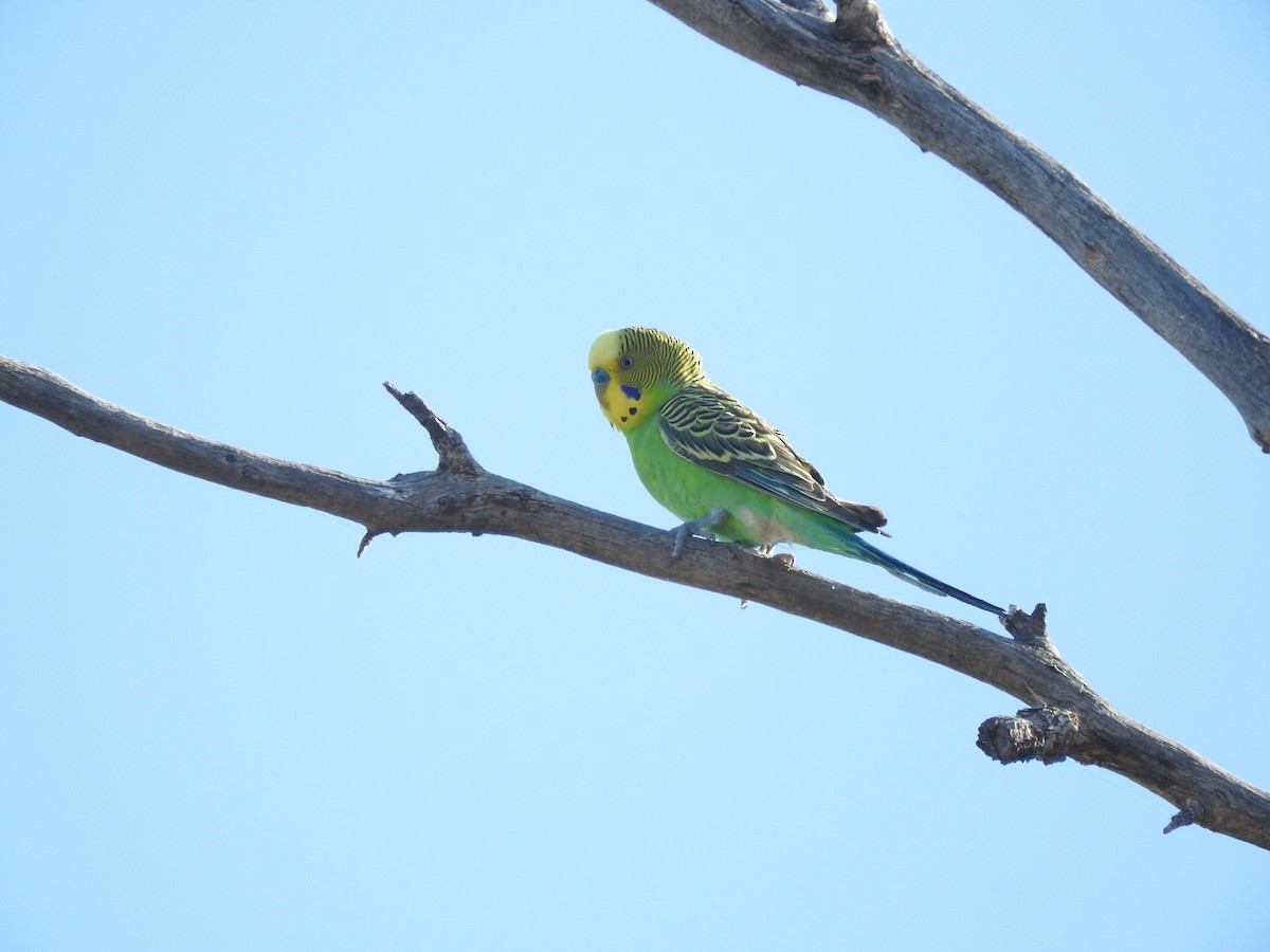 Budgerigar - ML611417974