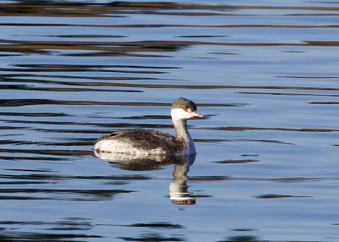 Horned Grebe - ML611417990