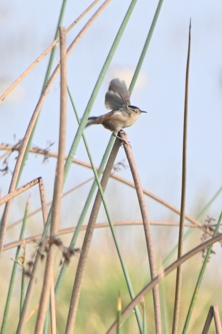 Marsh Wren - ML611418023