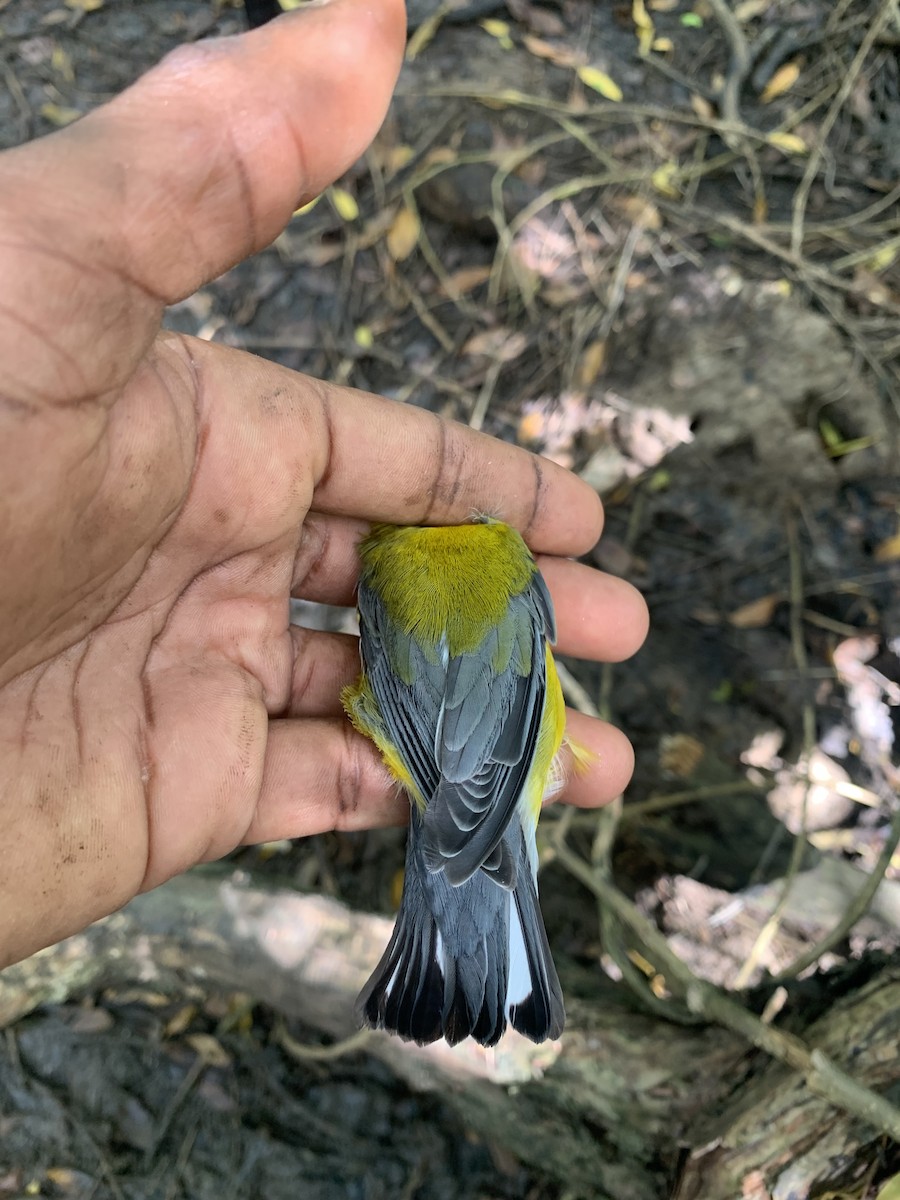 Prothonotary Warbler - ML611418039