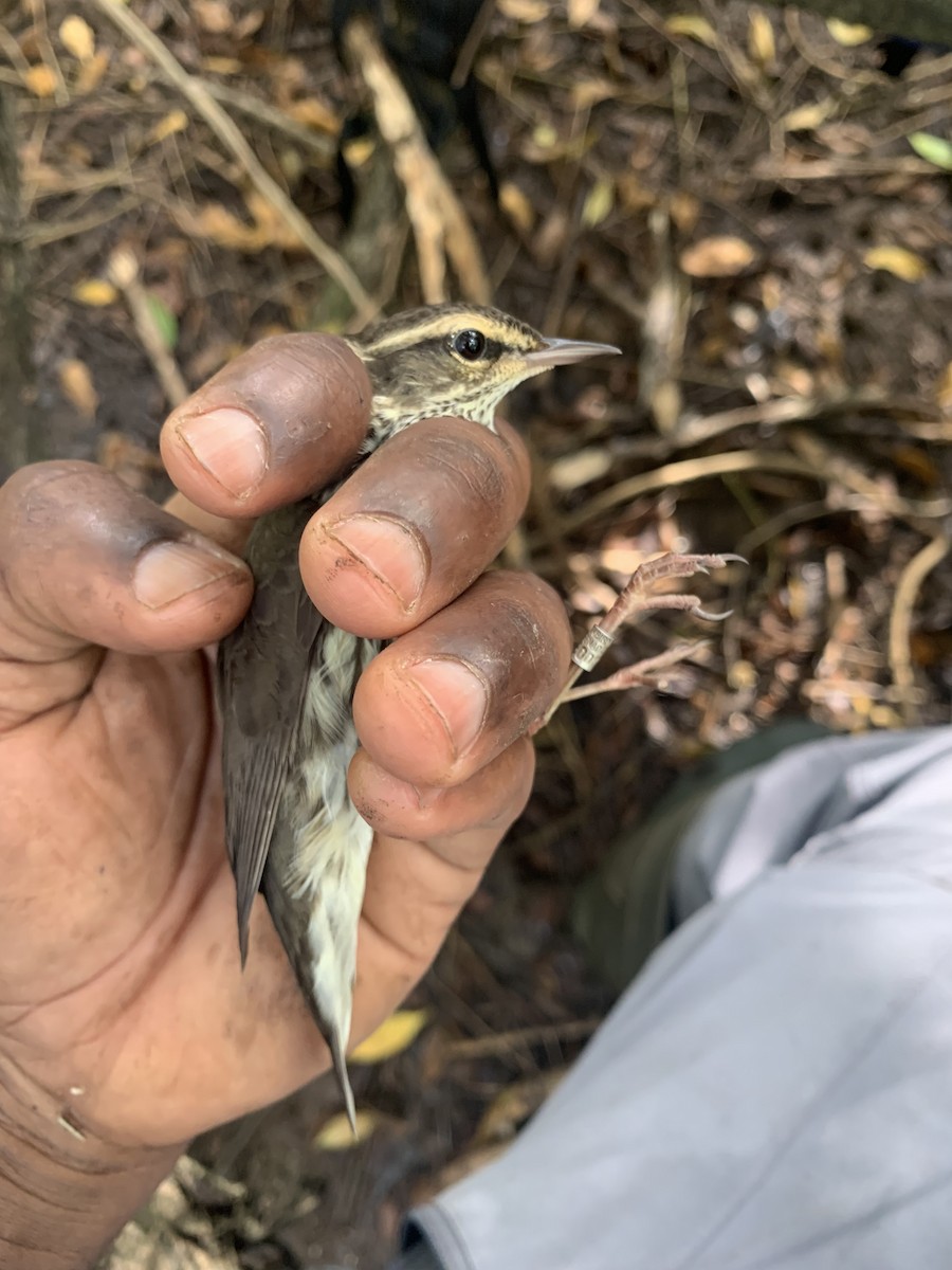 Northern Waterthrush - ML611418048