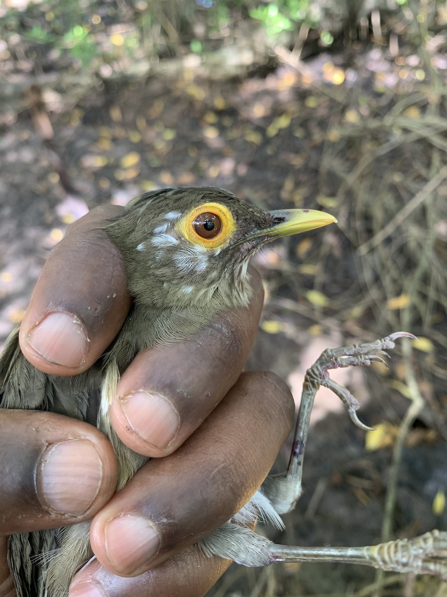 Spectacled Thrush - ML611418049