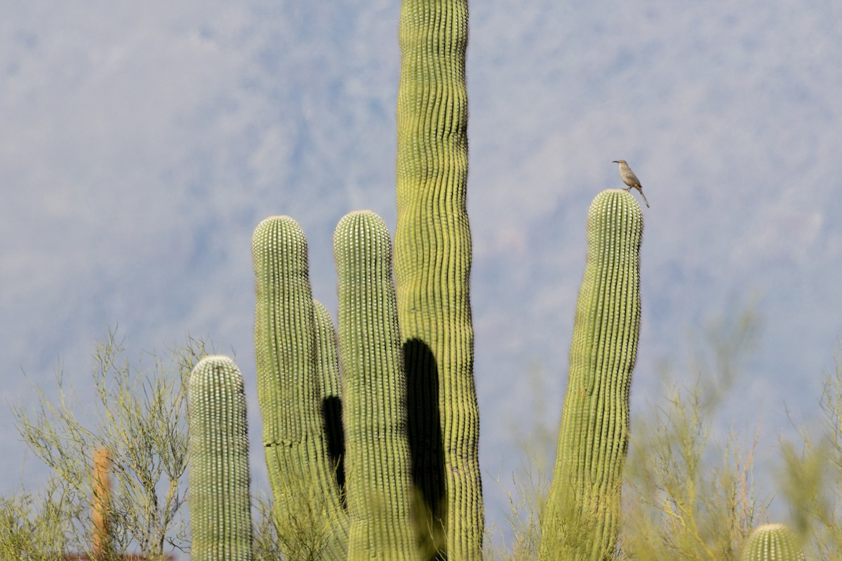 Curve-billed Thrasher - Lucas Bobay