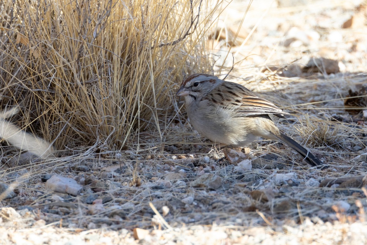 Rufous-winged Sparrow - Lucas Bobay
