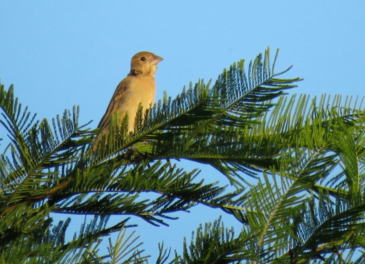 Blue Grosbeak - ML611418125