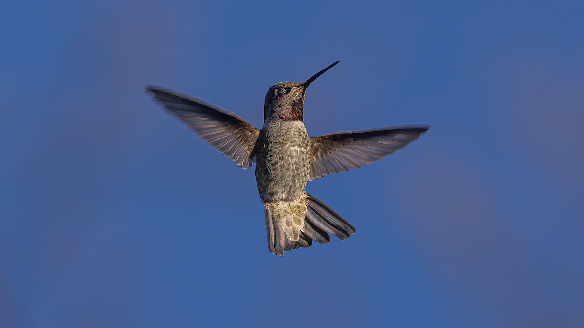 Anna's Hummingbird - Gary Shaffer