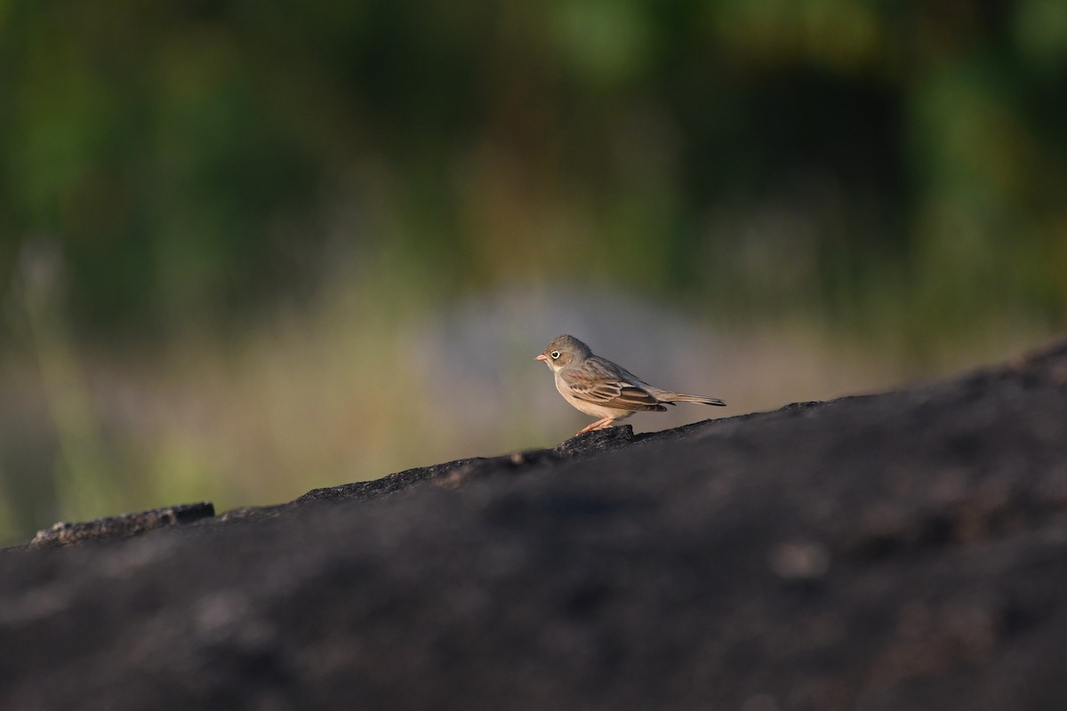 Gray-necked Bunting - ML611418157