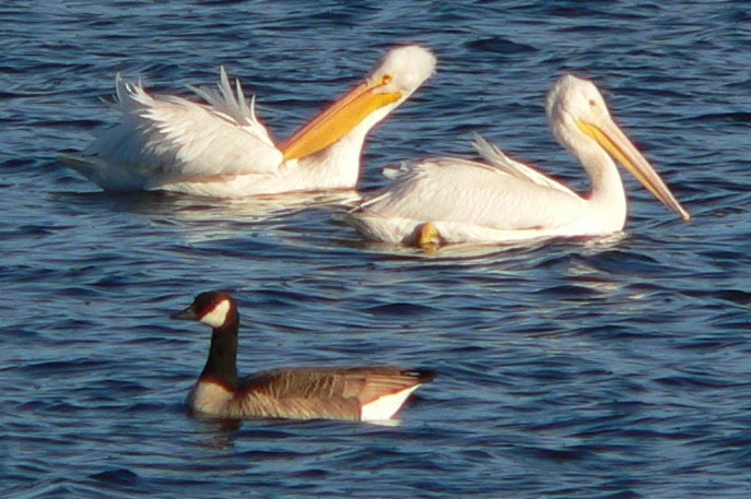 American White Pelican - ML611418257