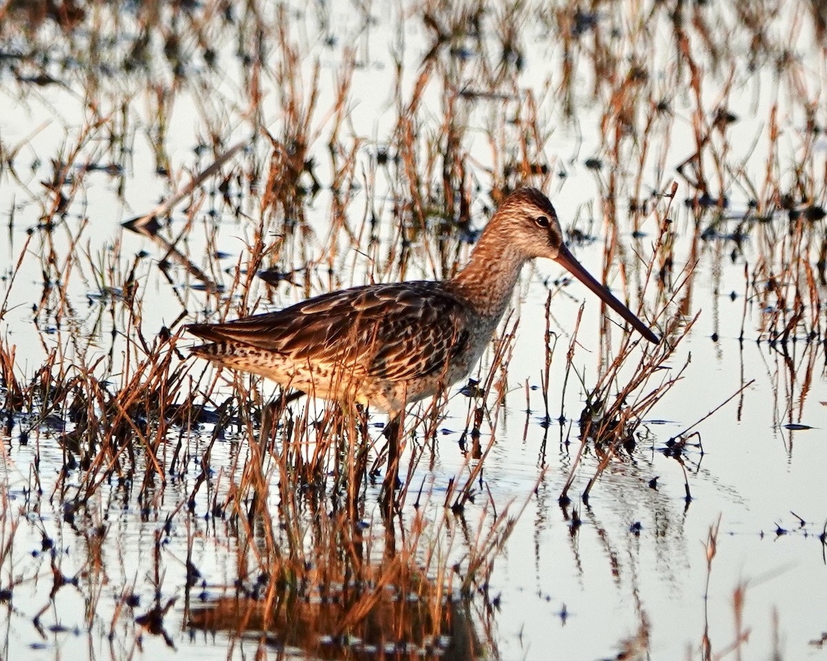 Asian Dowitcher - ML611418322