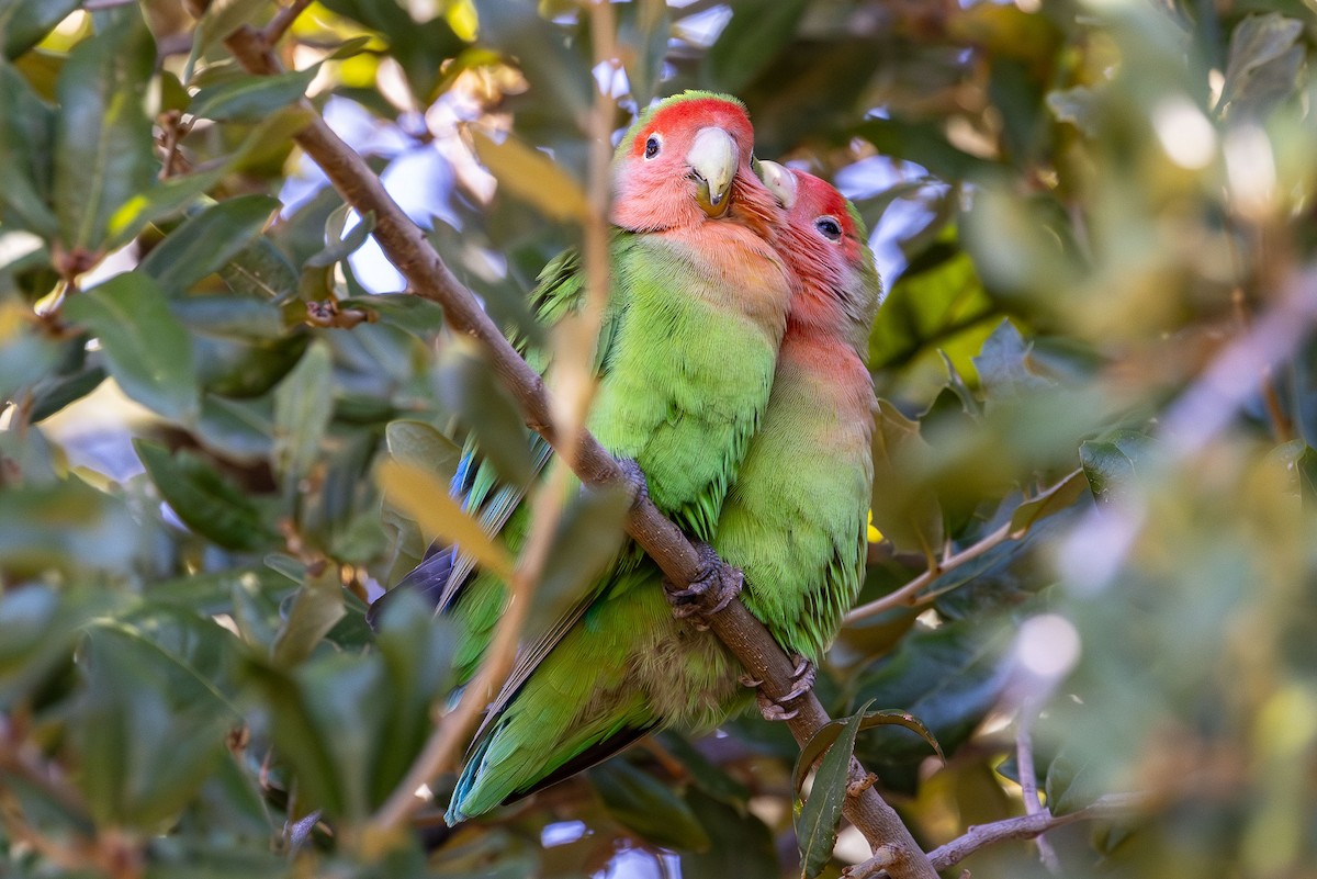 Rosy-faced Lovebird - Denise Turley