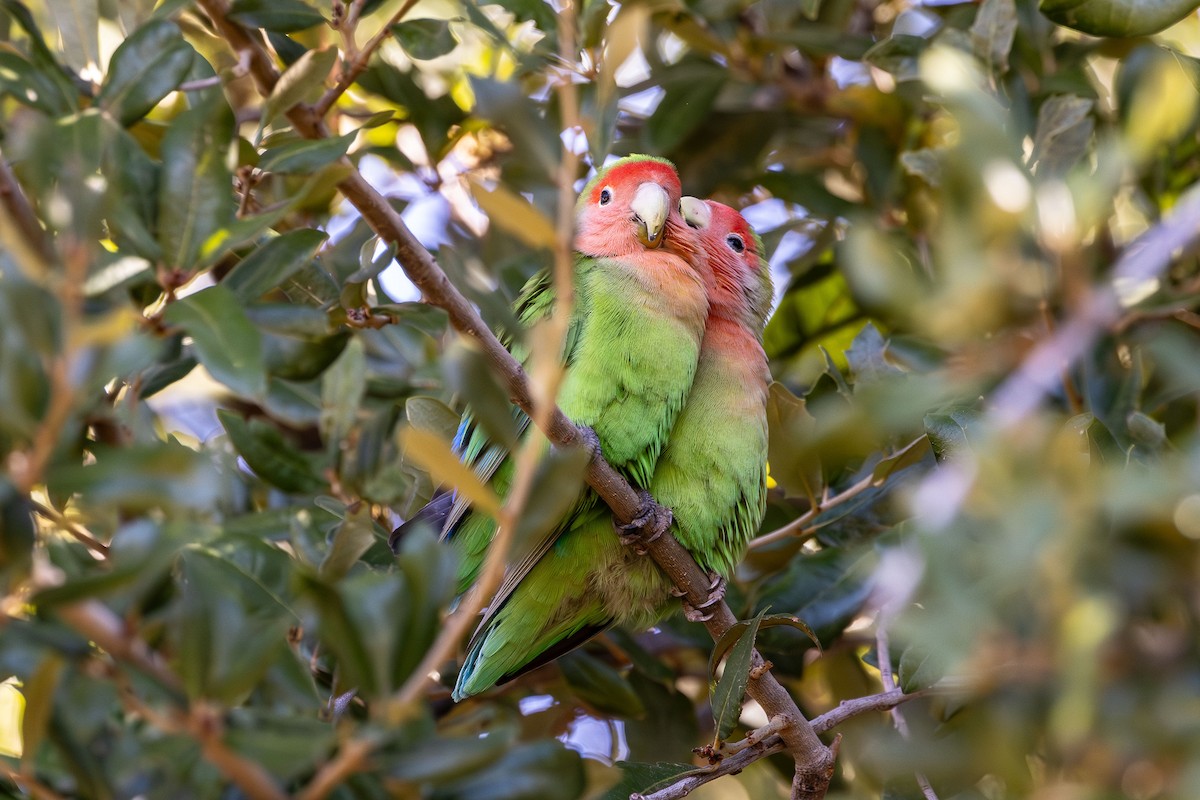 Rosy-faced Lovebird - ML611418386