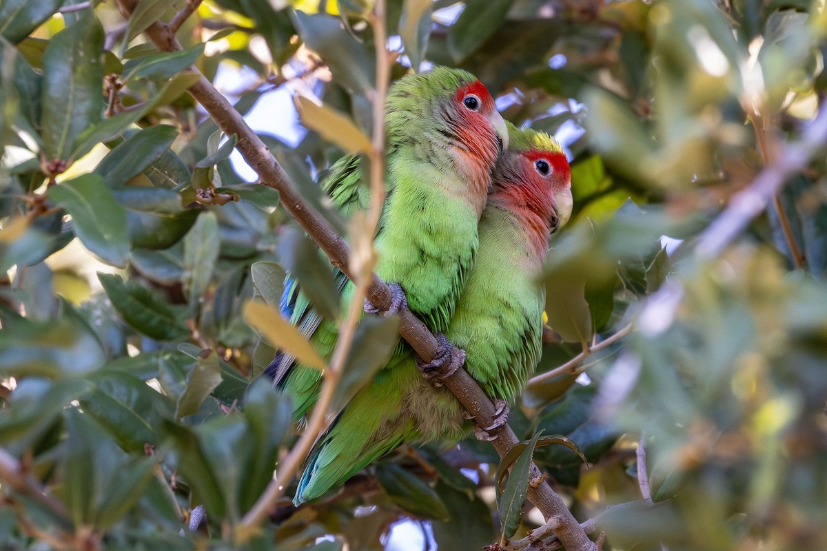 Rosy-faced Lovebird - ML611418387