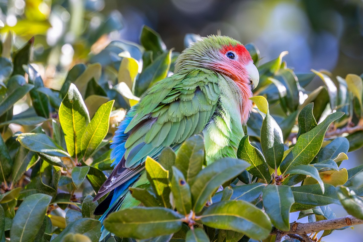 Rosy-faced Lovebird - ML611418388