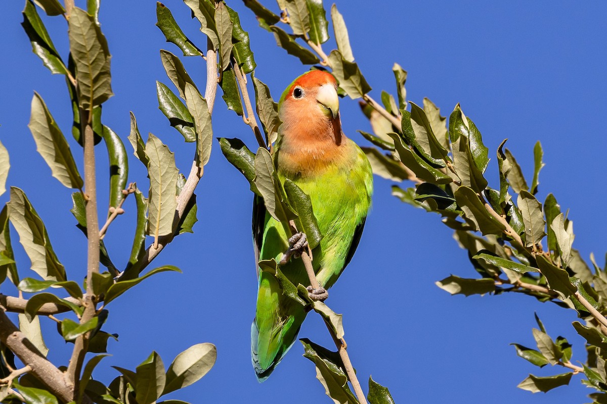 Rosy-faced Lovebird - ML611418389