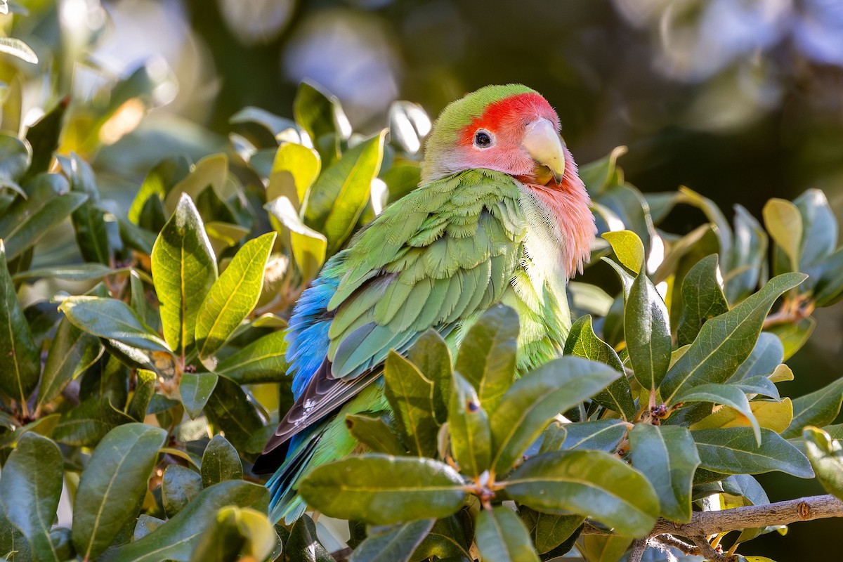 Rosy-faced Lovebird - ML611418390