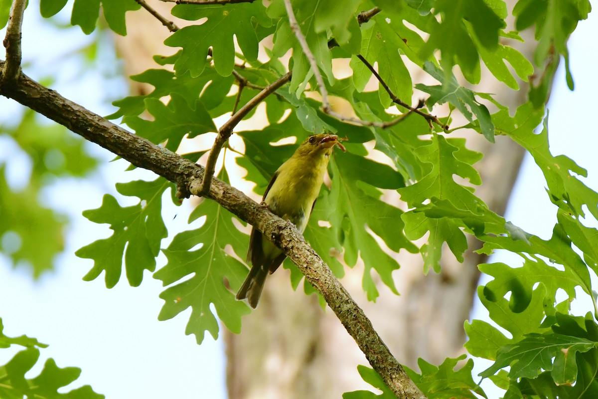 Scarlet Tanager - ML611418469