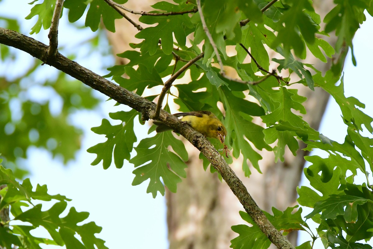 Scarlet Tanager - ML611418473