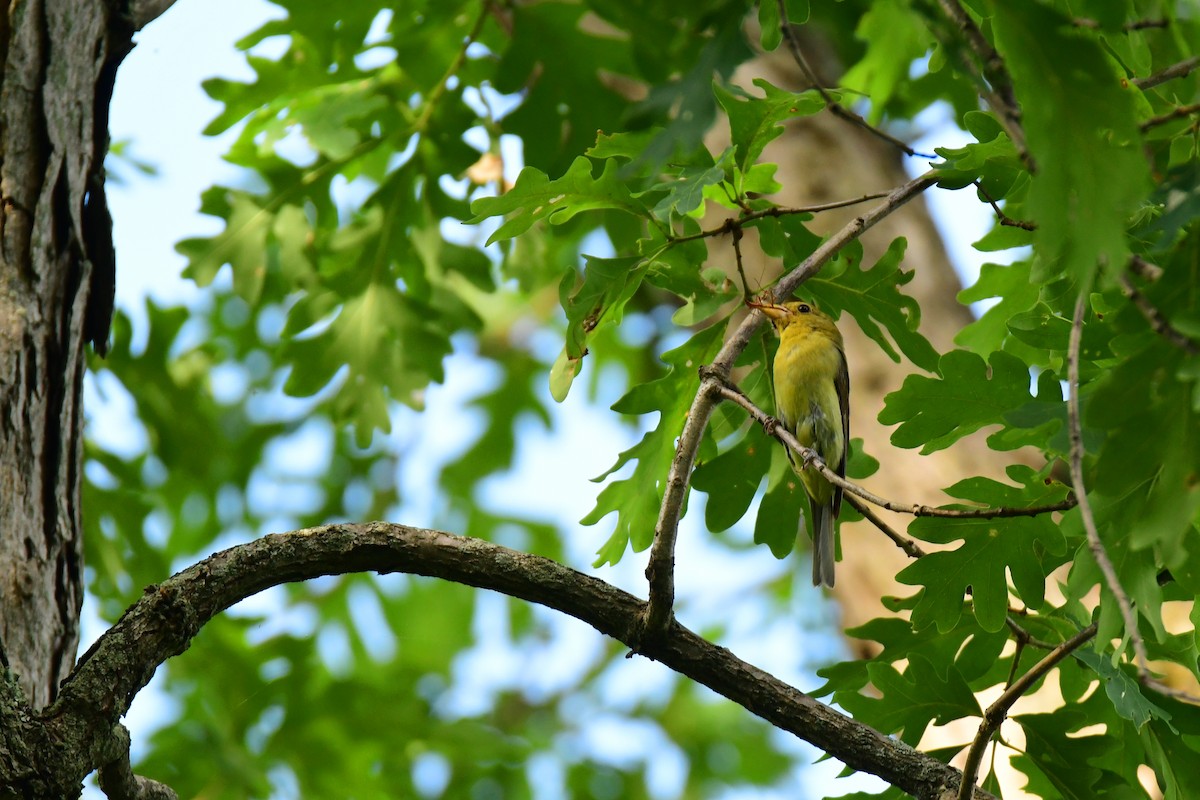 Scarlet Tanager - ML611418476