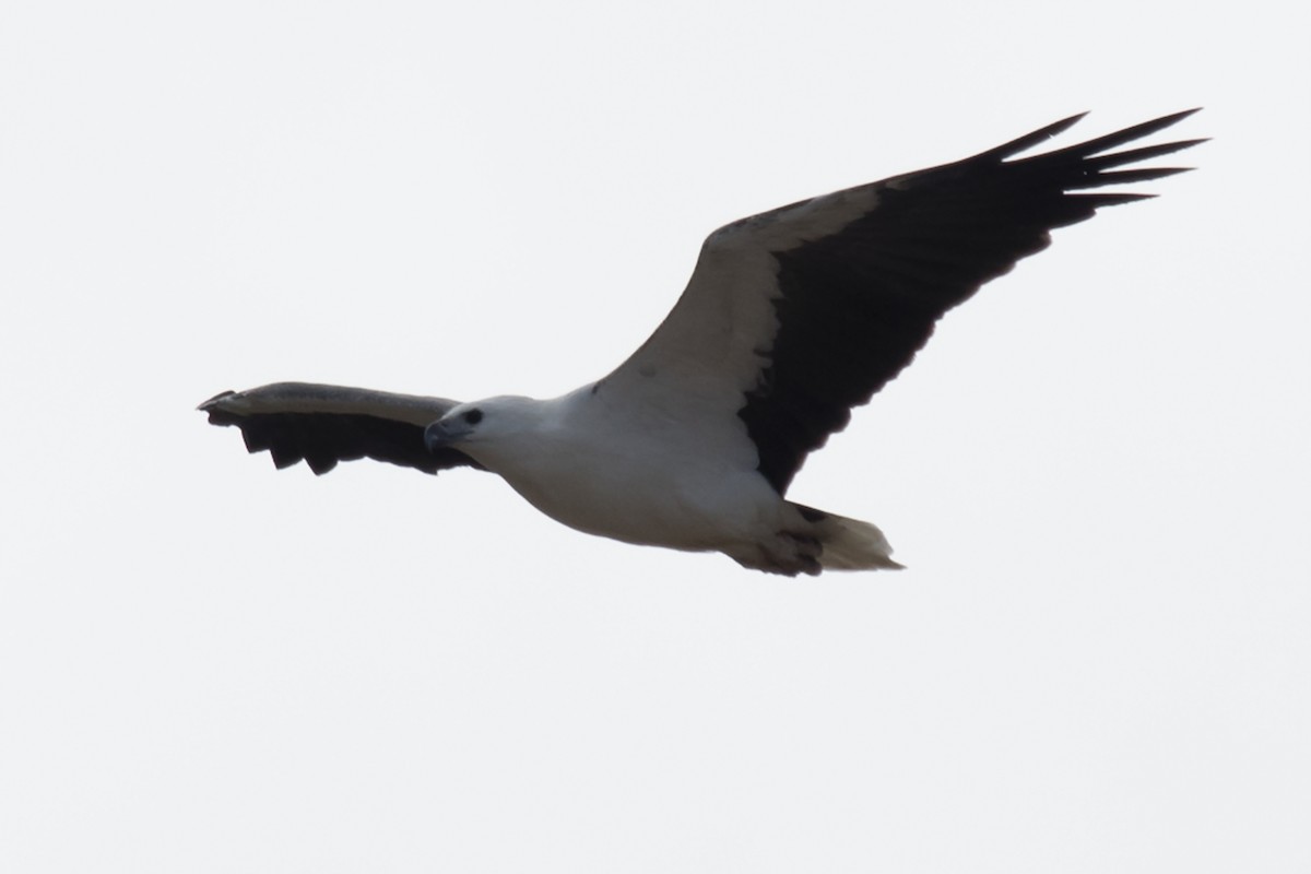 White-bellied Sea-Eagle - ML611418494