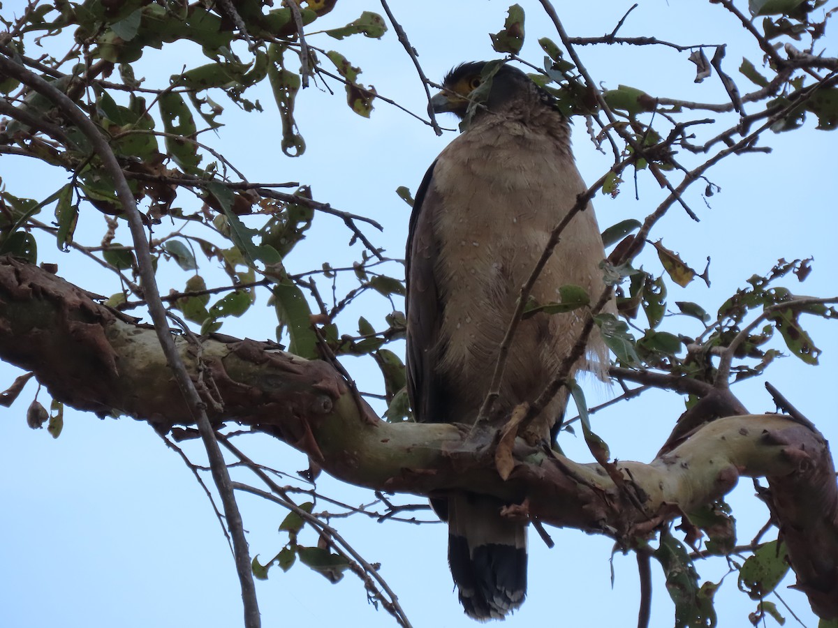Crested Serpent-Eagle - ML611418497