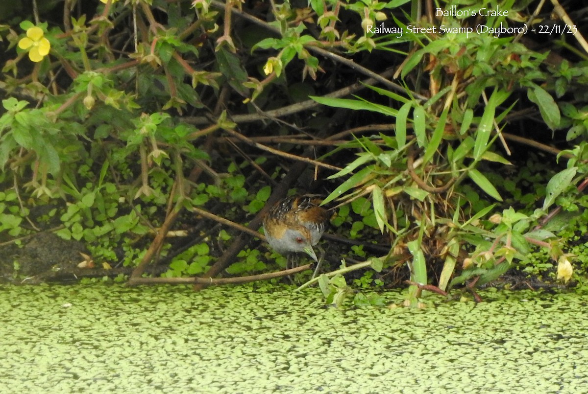 Baillon's Crake - Marie Tarrant