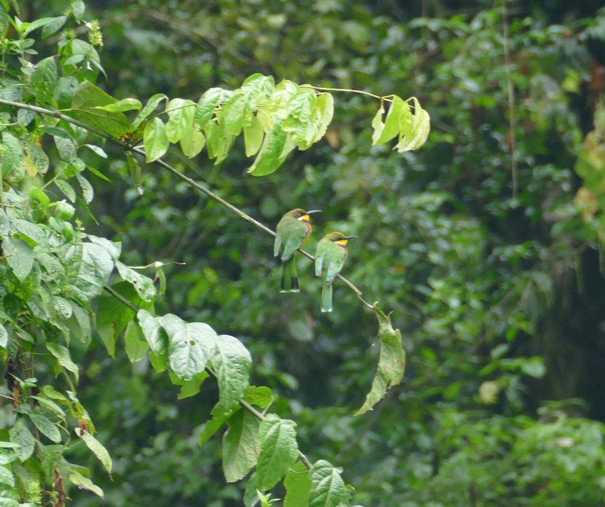 Cinnamon-chested Bee-eater - ML611418581