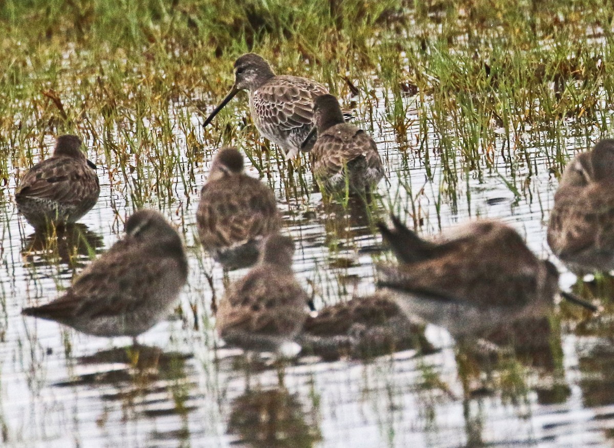 Short-billed Dowitcher - ML611418629
