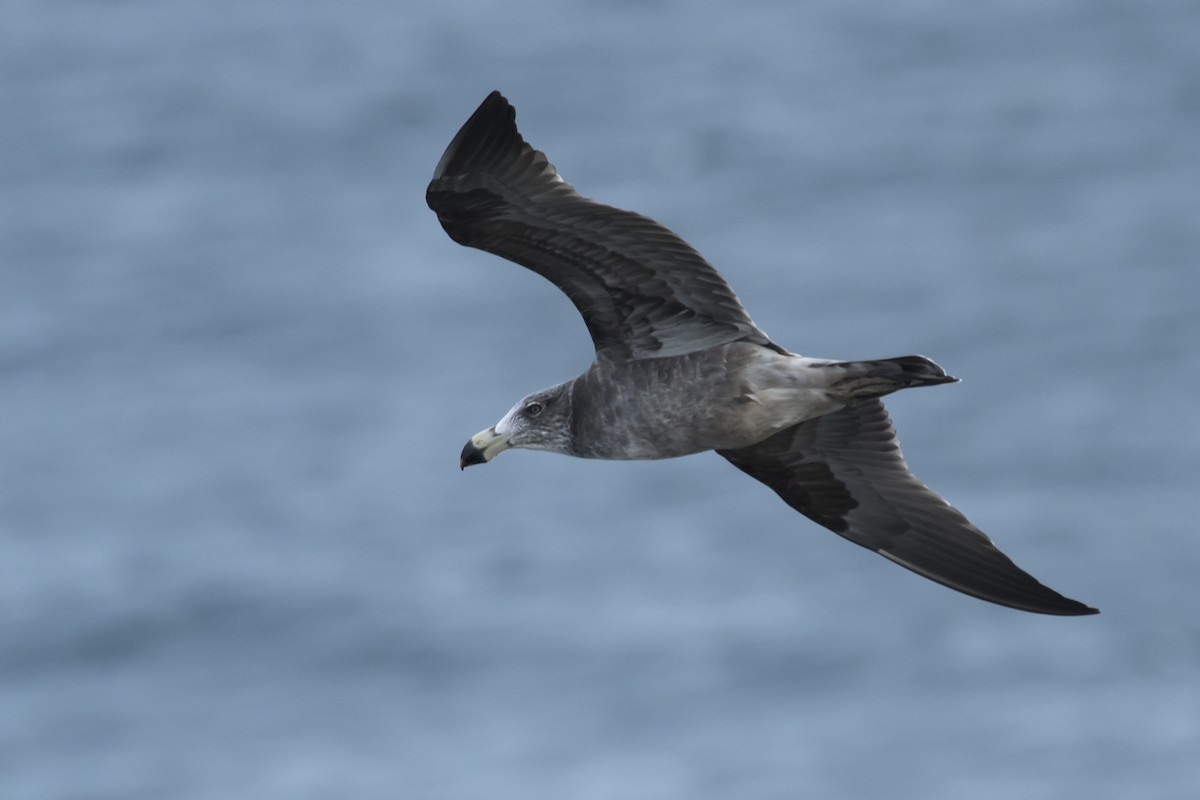 Pacific Gull - ML611418698