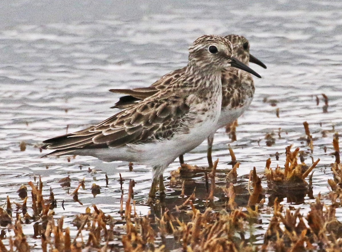 pygmésnipe - ML611418707