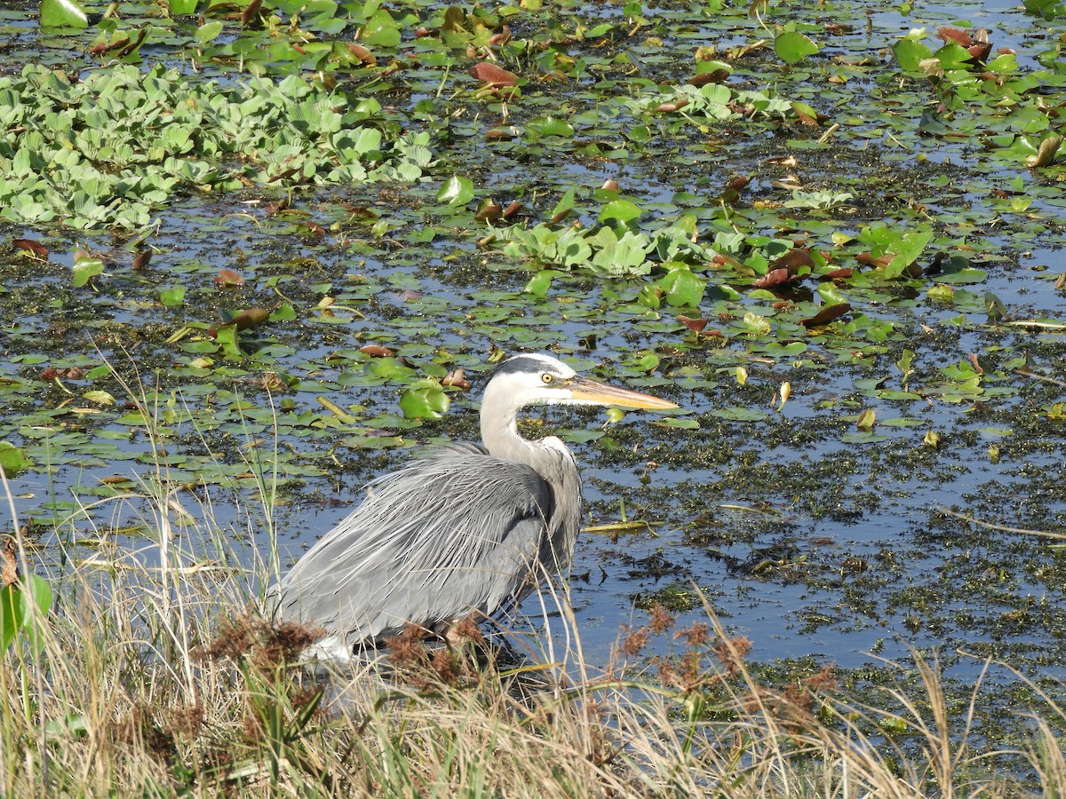 Great Blue Heron - Nicole Bachand